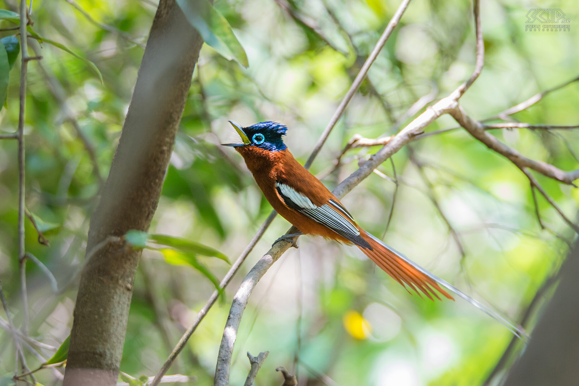 Isalo - Madagaskarparadijsmonarch In de kloof naar de blauwe en zwarte poel zagen we een prachtige Madagaskarparadijsmonarch (Malagasy paradise flycatcher, Terpsiphone mutata). Stefan Cruysberghs